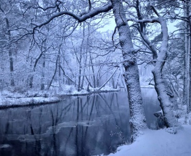 Dębki zimą – biały las nad Bałtykiem