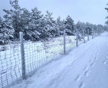 Dębki zimą – las nad Bałtykiem
