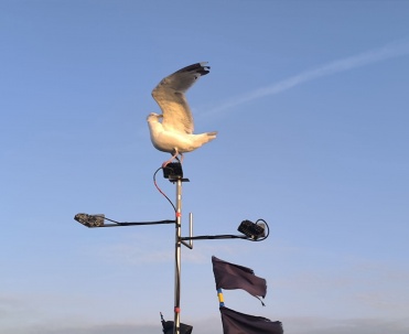 Mewa nad Bałtykiem w Karwi, nadmorski klimat, plaża i wakacje nad polskim morzem.
