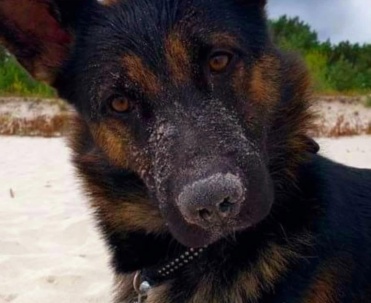 Pies Rico na plaży – bliskie, sympatyczne ujęcie z naturalnym nadmorskim tłem.