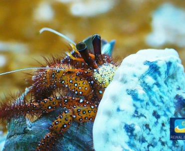 Oceanarium w centrum Rewala, przy ulicy Westerplatte.
