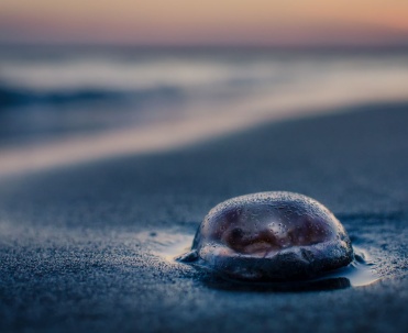 Chełbia Modra na plaży w Trzęsaczu. 